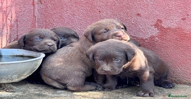 Labrador Retriever perros - Propaganda 5