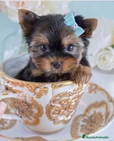 Yorkshire Terrier perros Yorkshire terrier Toy macho disponible  - Anuncio 1