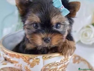 Yorkshire Terrier perros Yorkshire terrier Toy macho disponible - Anuncio 6