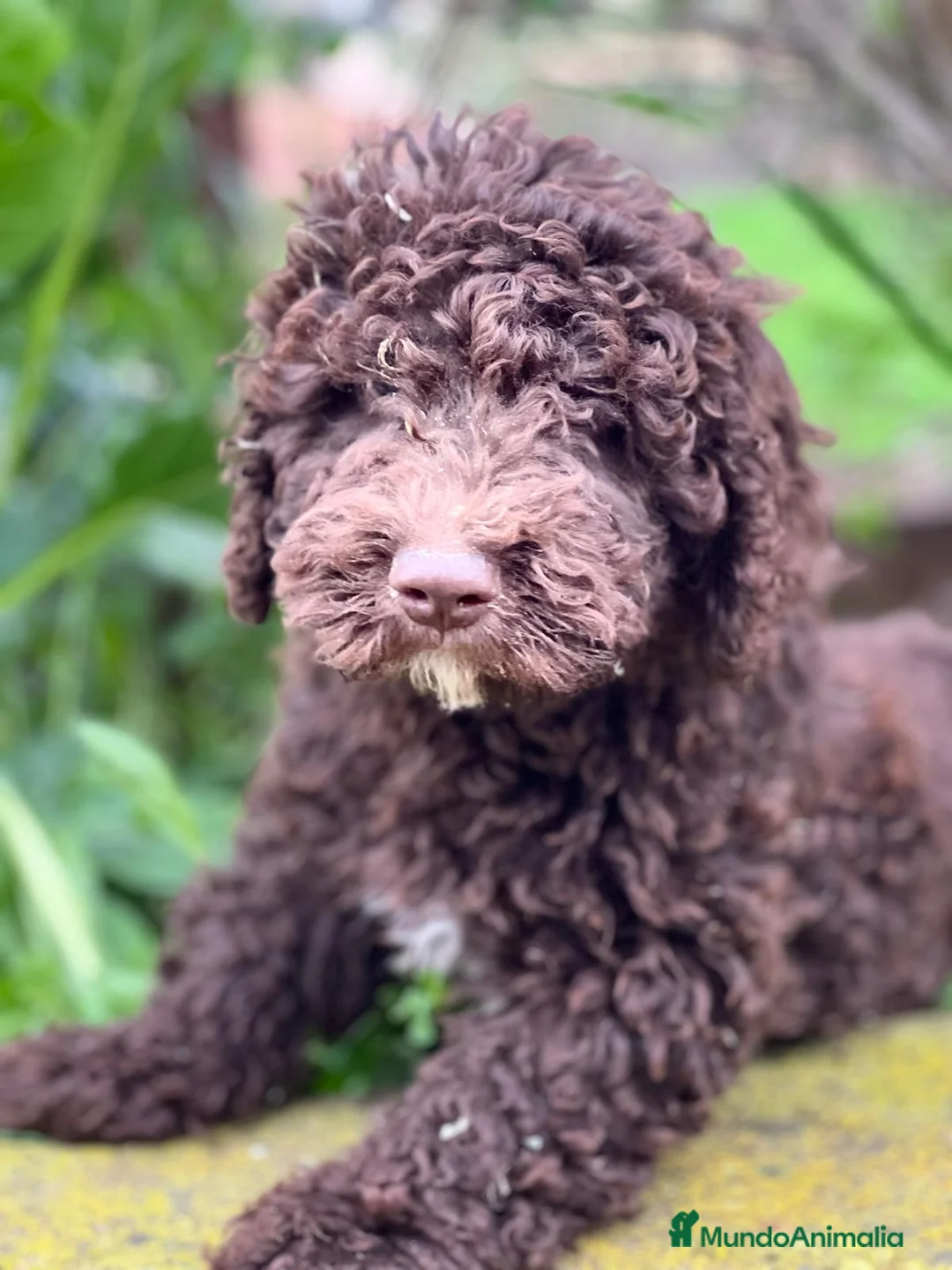 Perro de Agua Español perros en venta: Perro de agua chocolate  en Barcelona - Anuncio 2