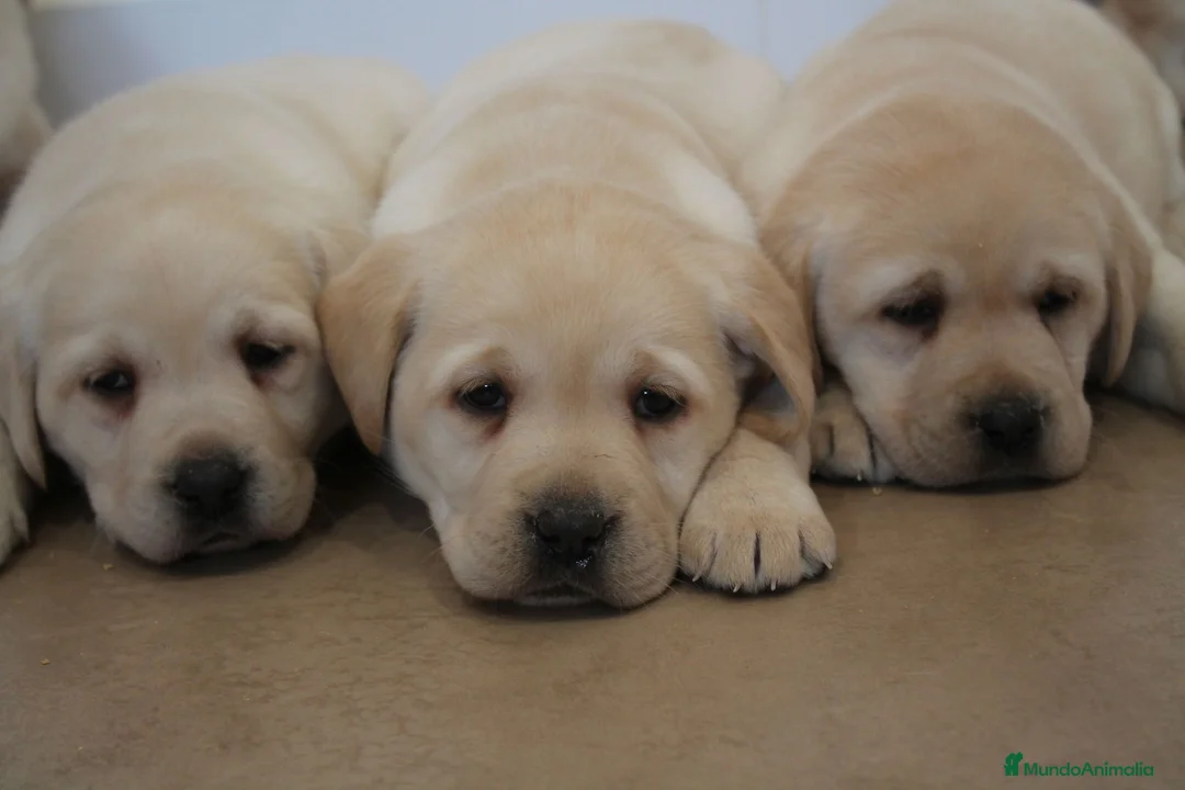 Labrador Retriever perros en venta: LABRADOR RETRIEVER - Anuncio 1