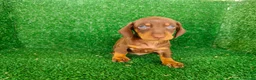 Teckel Miniatura perros en venta: teckel miatura - Anuncio 9