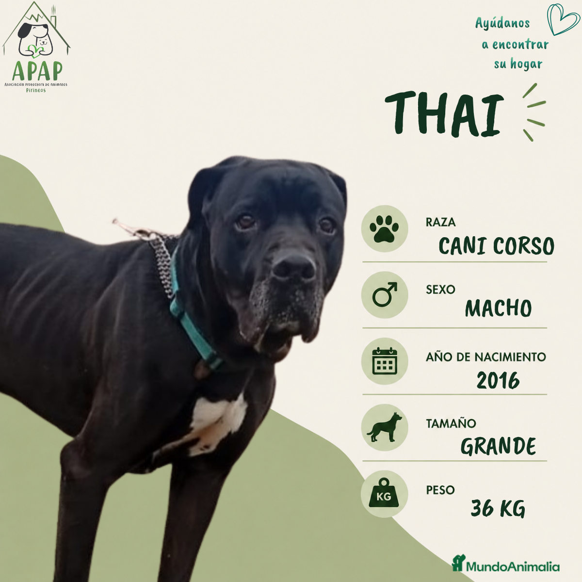 Cane Corso perros THAI busca hogar - Anuncio 5
