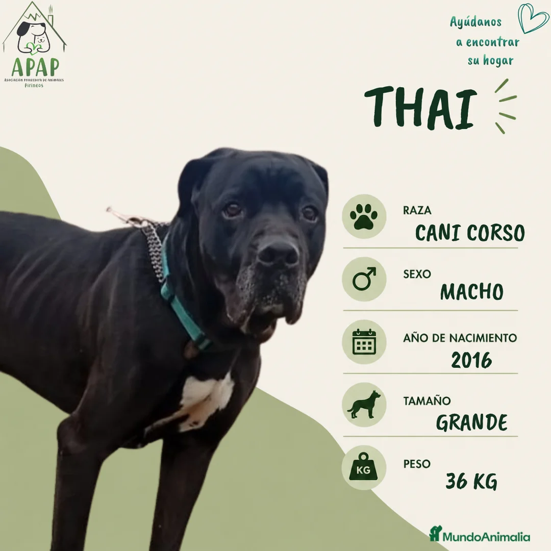 Cane Corso perros en adopcion: THAI busca hogar - Anuncio 1