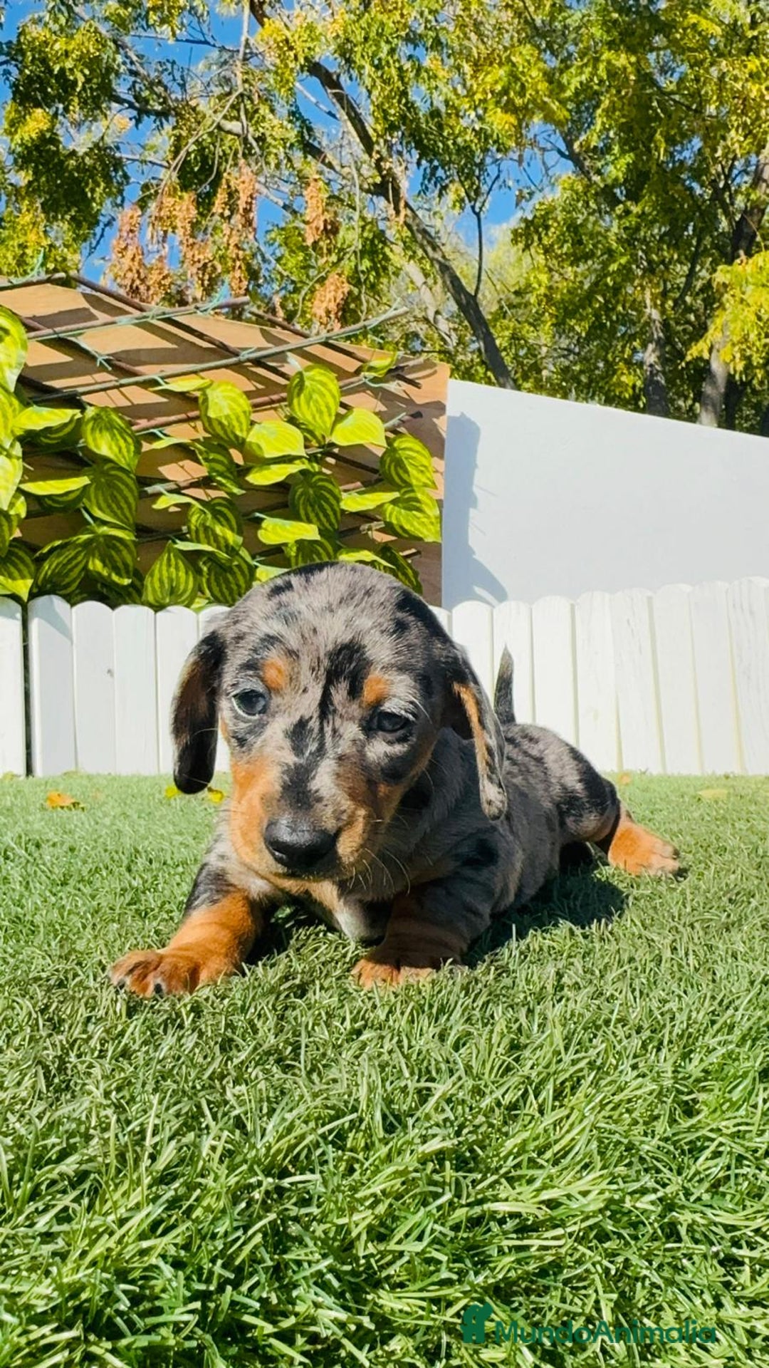 Teckel Miniatura perros en venta: TECKEL MINIATURA HEMBRA - Anuncio 6