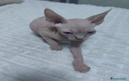Mau Egipcio gatos en venta: GATO EGIPCIO  - Imagen 2