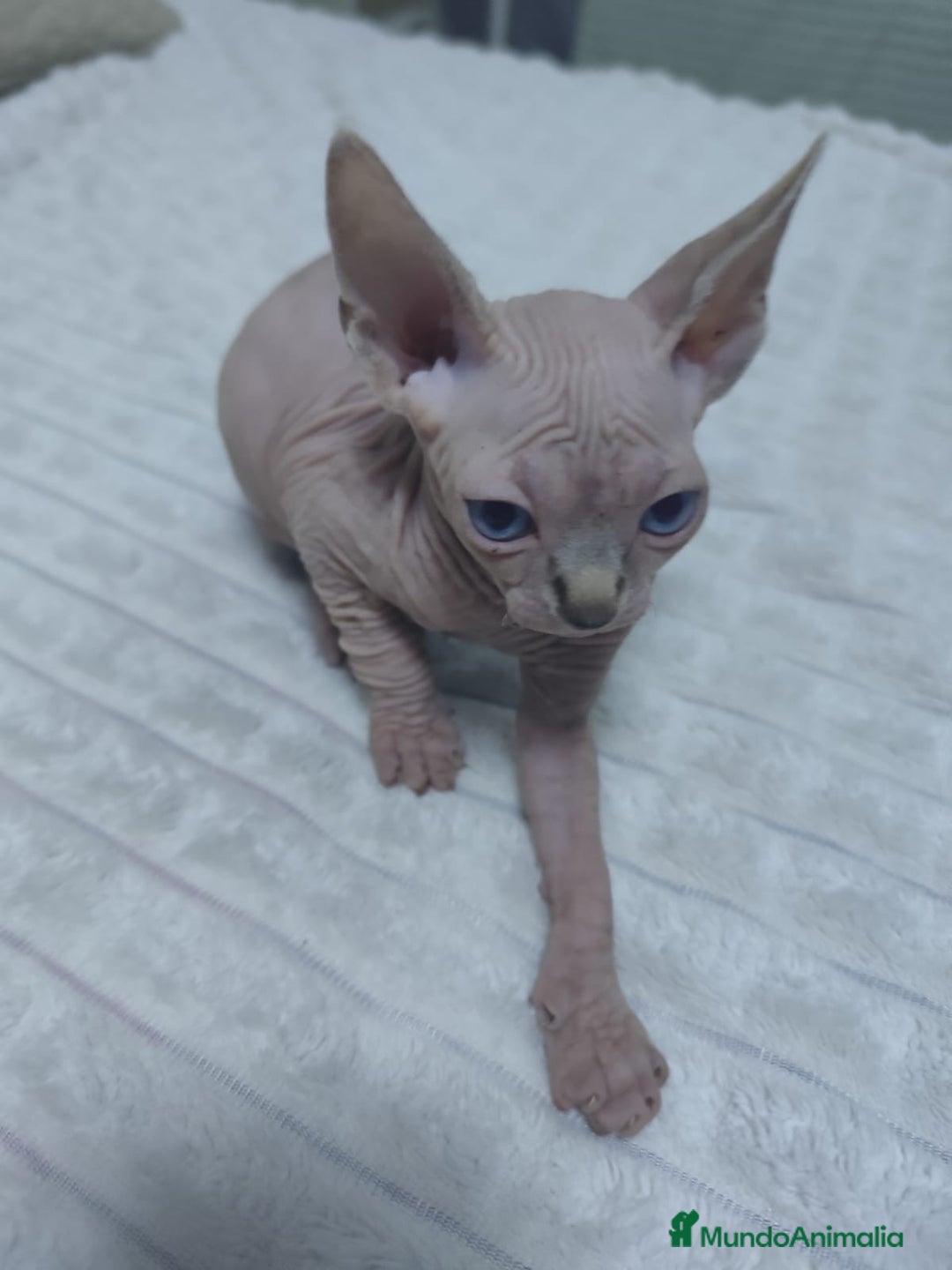 Mau Egipcio gatos en venta: GATO EGIPCIO  - Imagen 2