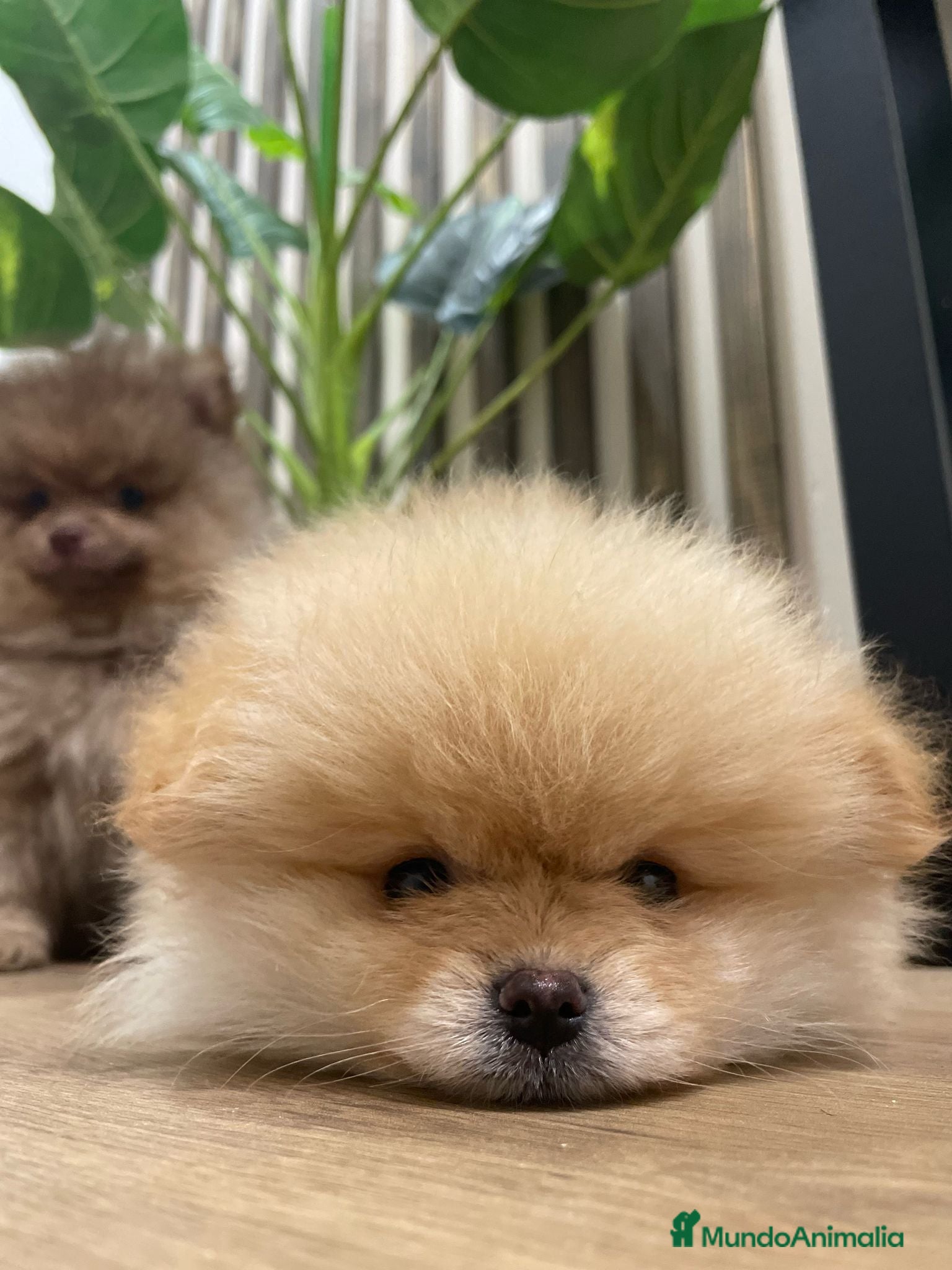 Pomerania perros pomerania  - Anuncio 2