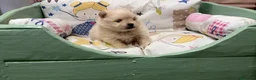 Pomerania perros en venta: Pomeranias toy varias tonalidades !!! - Anuncio 2