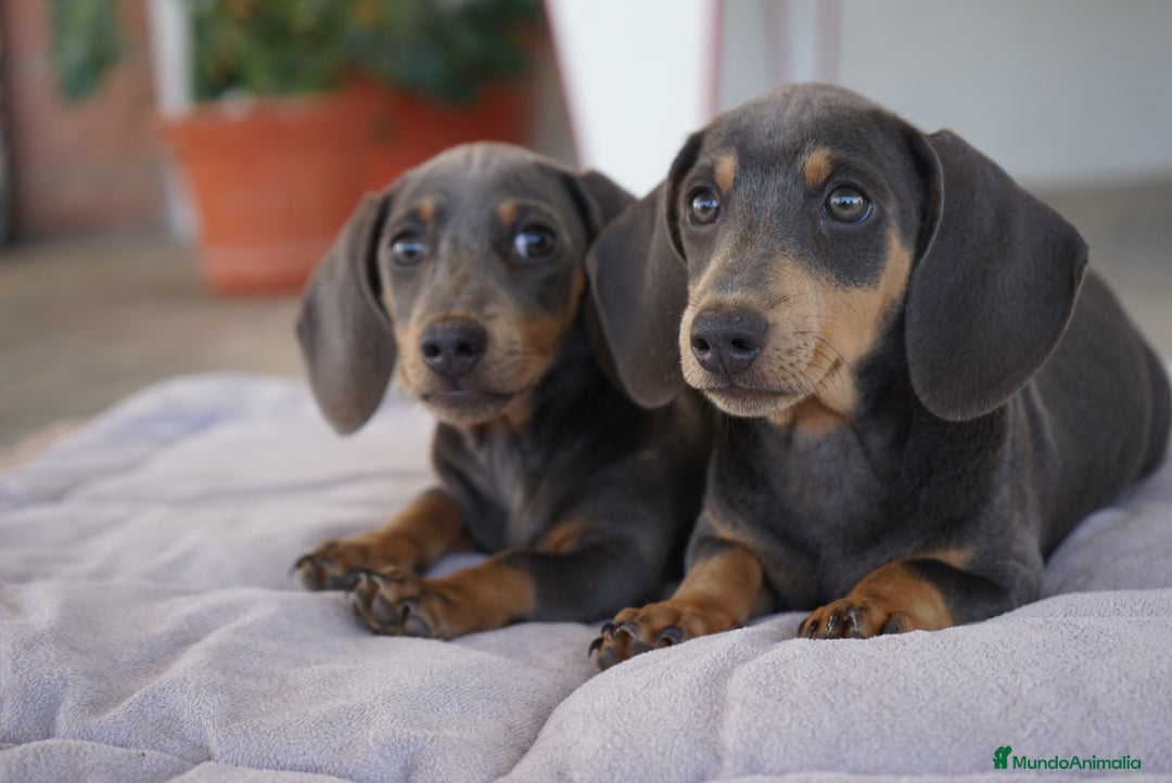 Teckel Miniatura perros en venta: 🌙 Tiko y Munchi – Elegancia en tonos silver 🐾 - Imagen 8