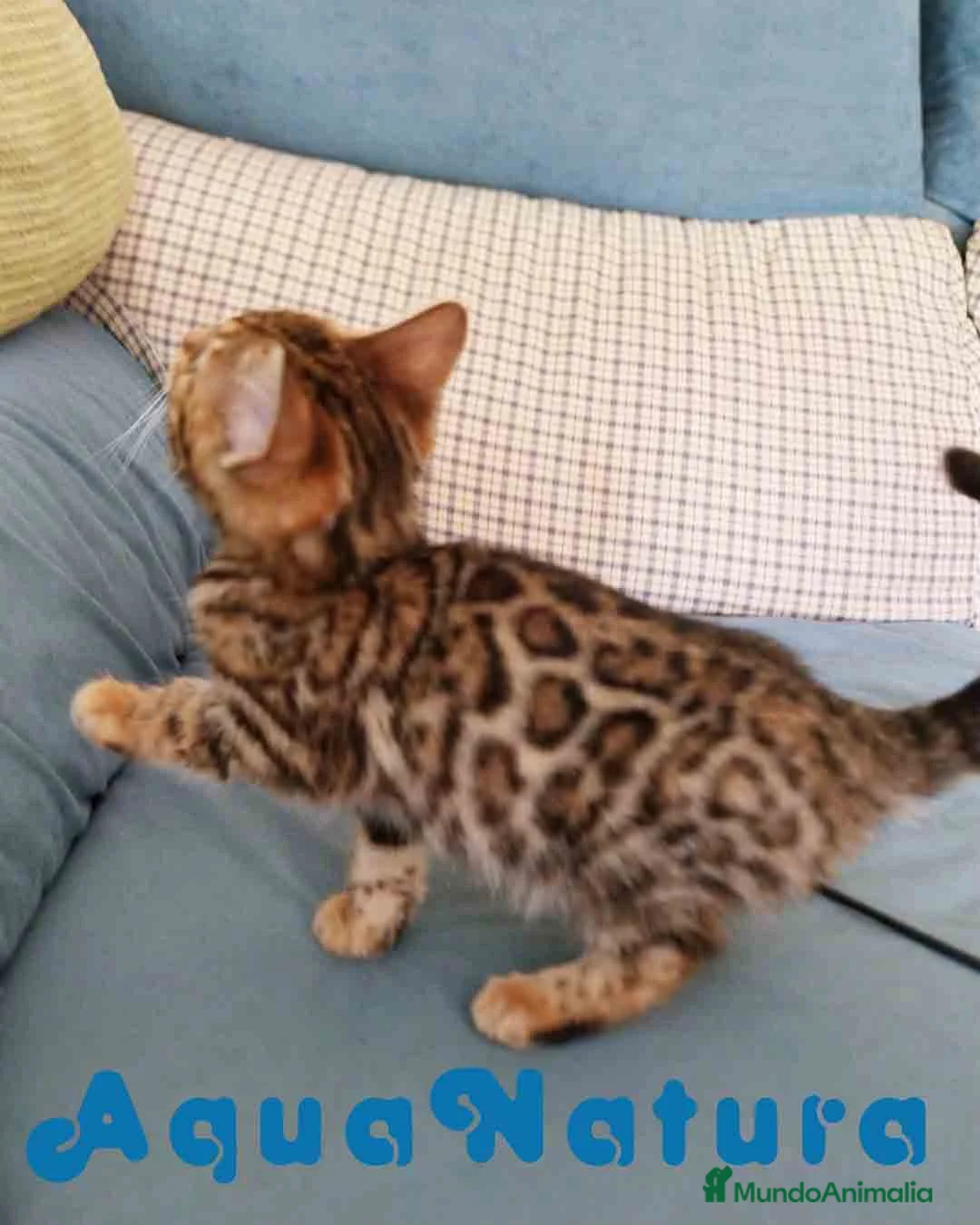 Bengalí gatos en venta: Gatitos BENGALI - AQUANATURA en Barcelona - Anuncio 6