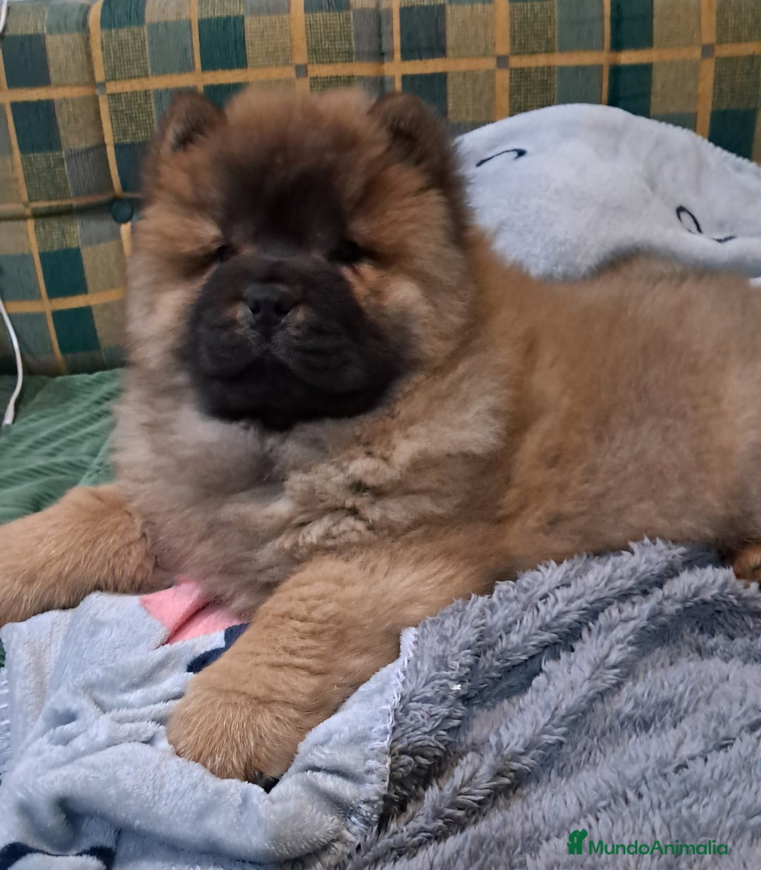 Chow Chow perros en venta: Bebés Chow-Chow  - Anuncio 1