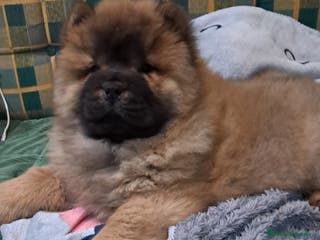 Chow Chow perros Bebés Chow-Chow - Anuncio 1