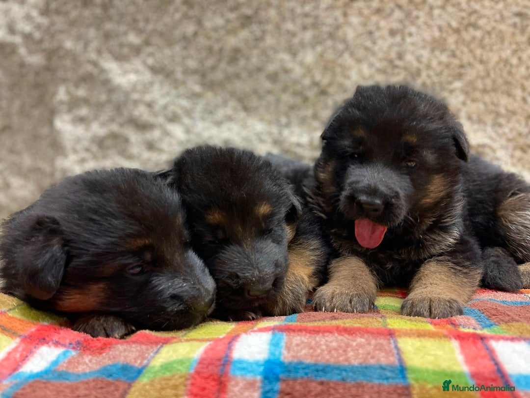 Pastor Alemán perros en venta: Súper cachorro macho pastor alemán  - Anuncio 16