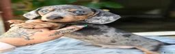 Teckel Miniatura perros en venta: Teckel Arlequin mini  - Anuncio 1