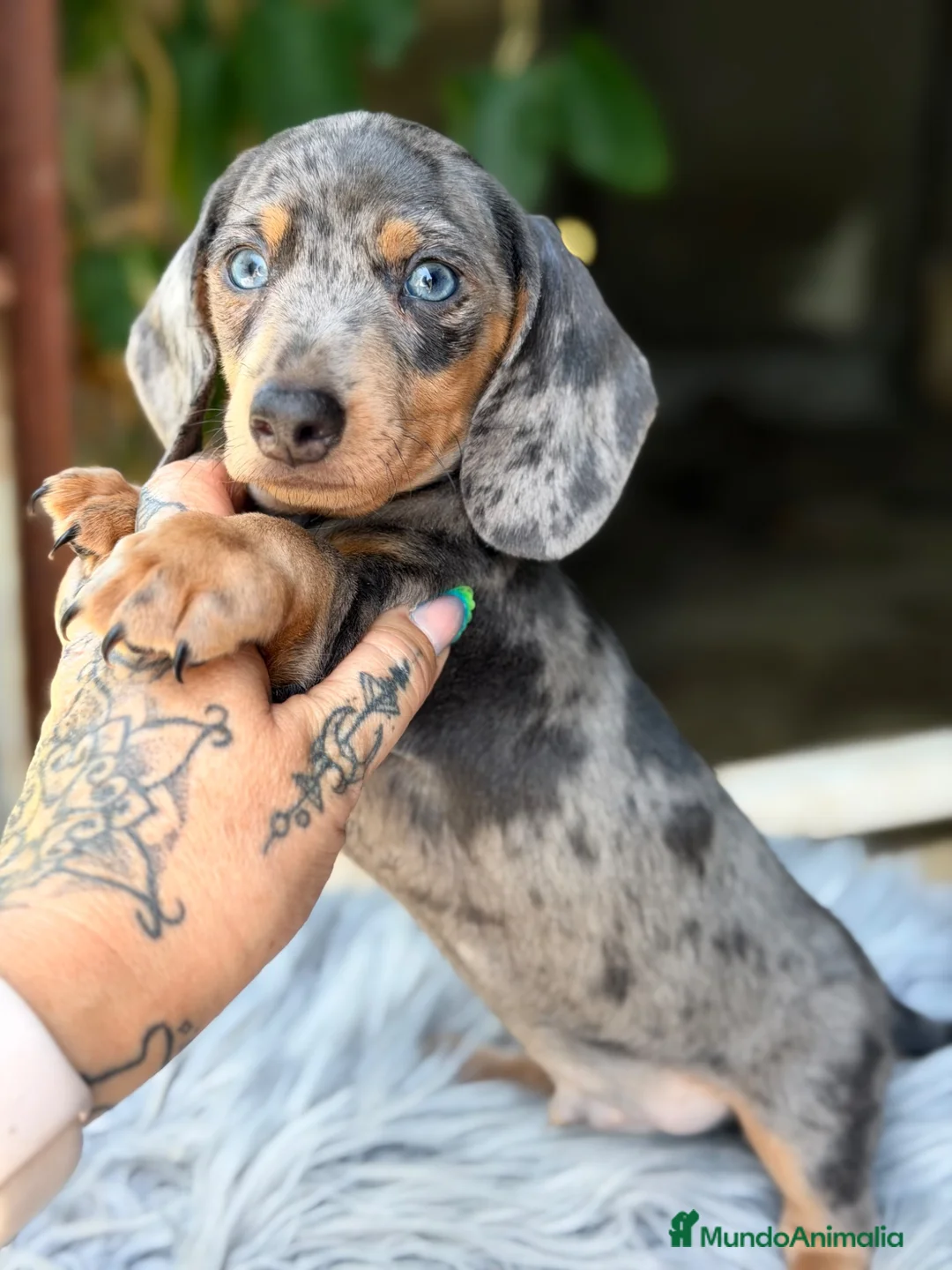 Teckel Miniatura perros en venta: Teckel Arlequin mini  - Anuncio 1