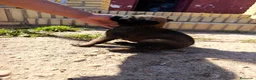 Pastor Belga Malinois perros en venta: Pastor belga malinois de calidad  - Anuncio 4