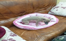 Pequeño Lebrel Italiano perros en venta: Piccolos isabelinoa - Anuncio 3