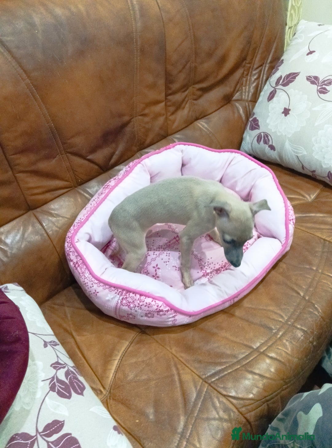 Pequeño Lebrel Italiano perros en venta: Piccolos isabelinoa - Anuncio 3