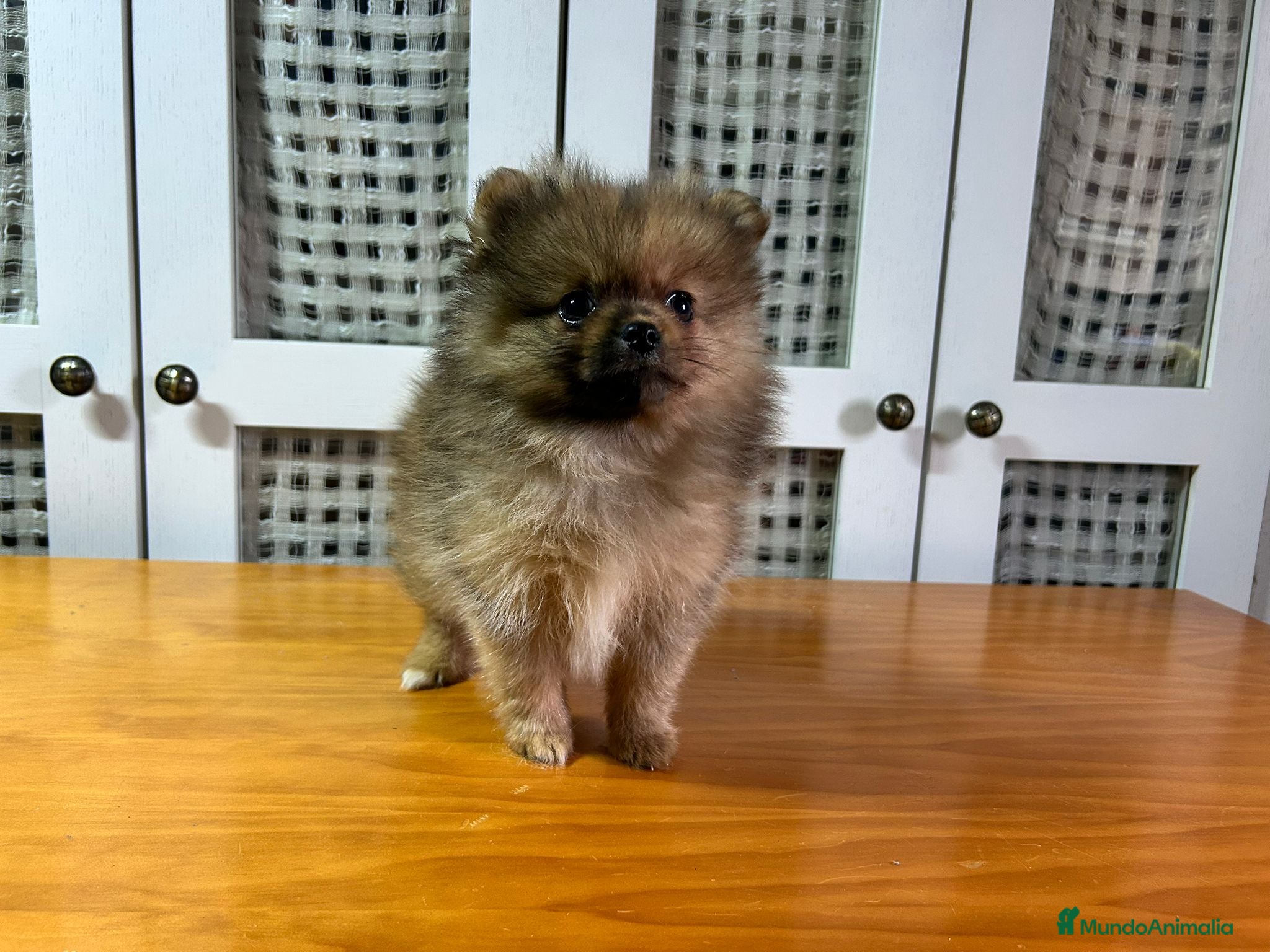 Pomerania perros Pomerania mini - Anuncio 2