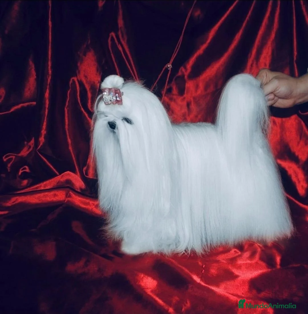 Bichón Maltés perros en venta: Bichon maltés de maxima calidad - Anuncio 5