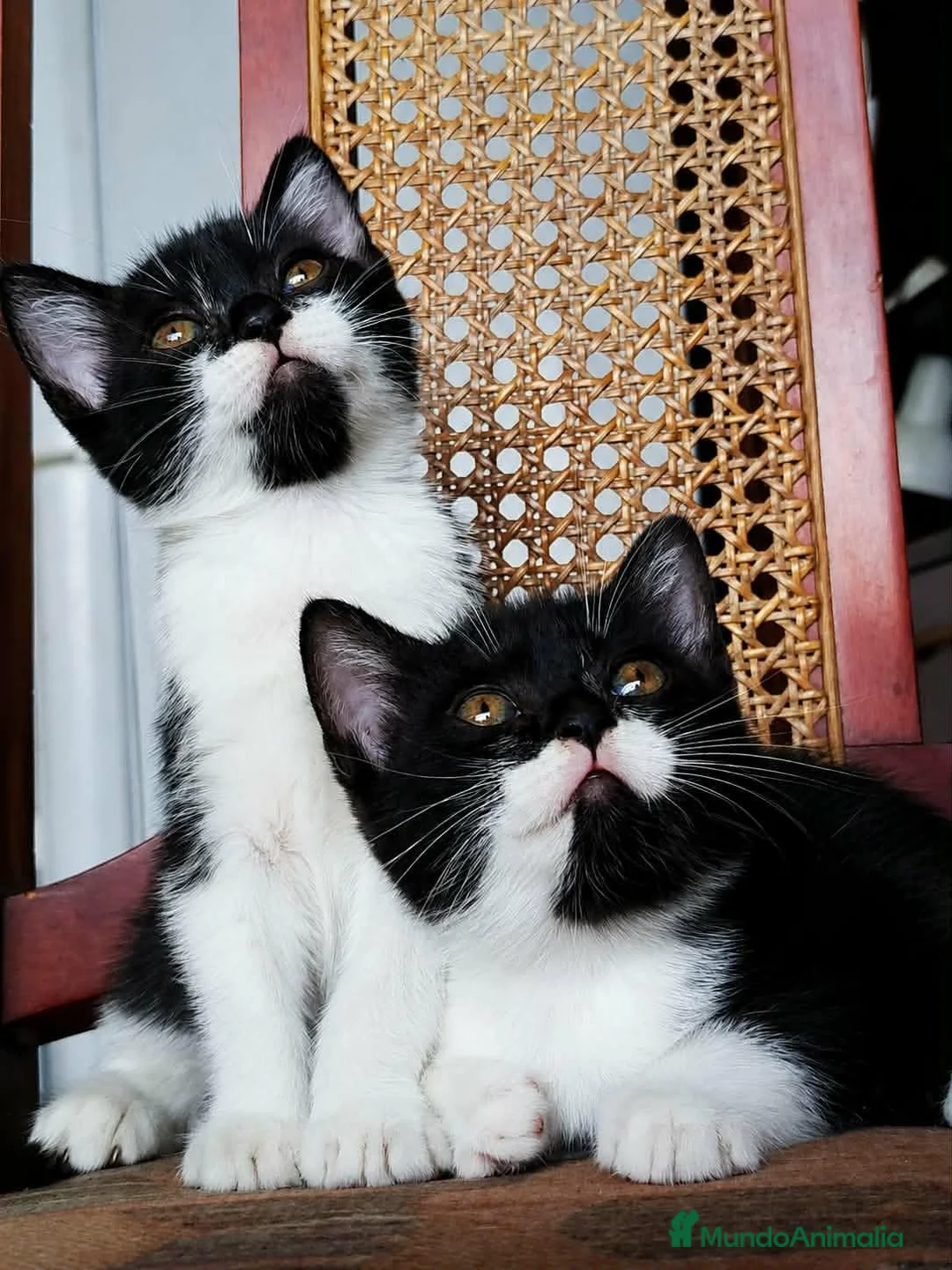 Británico de Pelo Corto gatos en venta: British shorthair en Tarragona - Anuncio 2