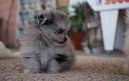 Pomerania perros en venta: 🐾 Roscón, Prodigy y Monk  Pomerania especiales 🐾 - Imagen 8