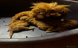 Caniche Toy perros en venta: Caniche micro toy  - Imagen 1