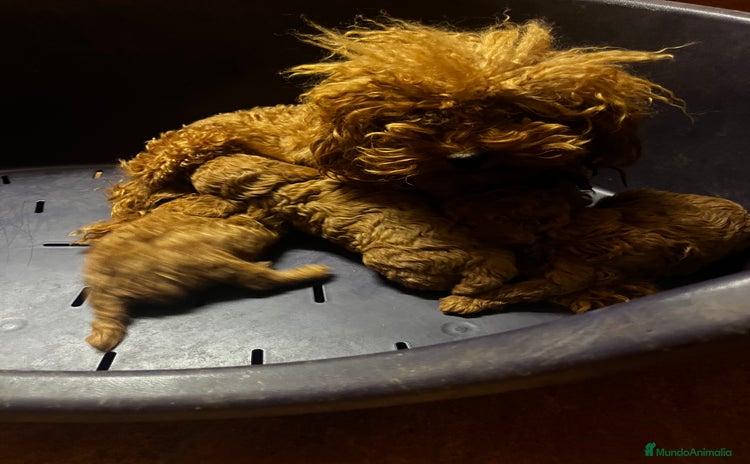 Caniche Toy perros - Anuncio 3