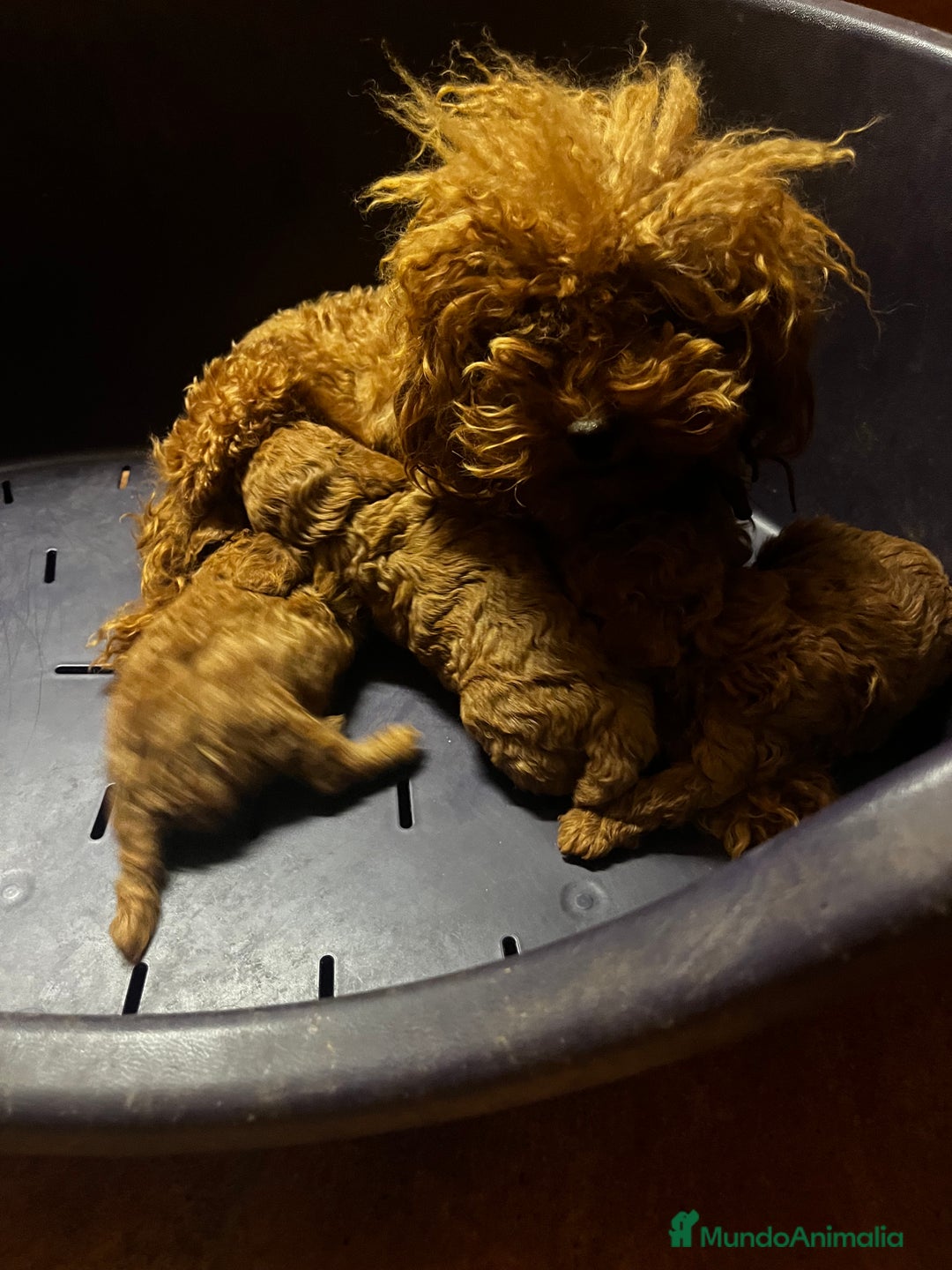 Caniche Toy perros en venta: Caniche micro toy  - Imagen 1