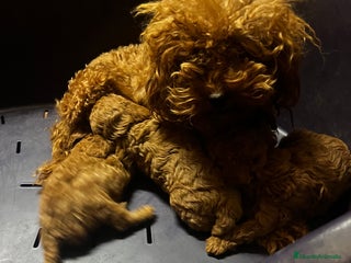 Caniche Toy perros - Anuncio 33