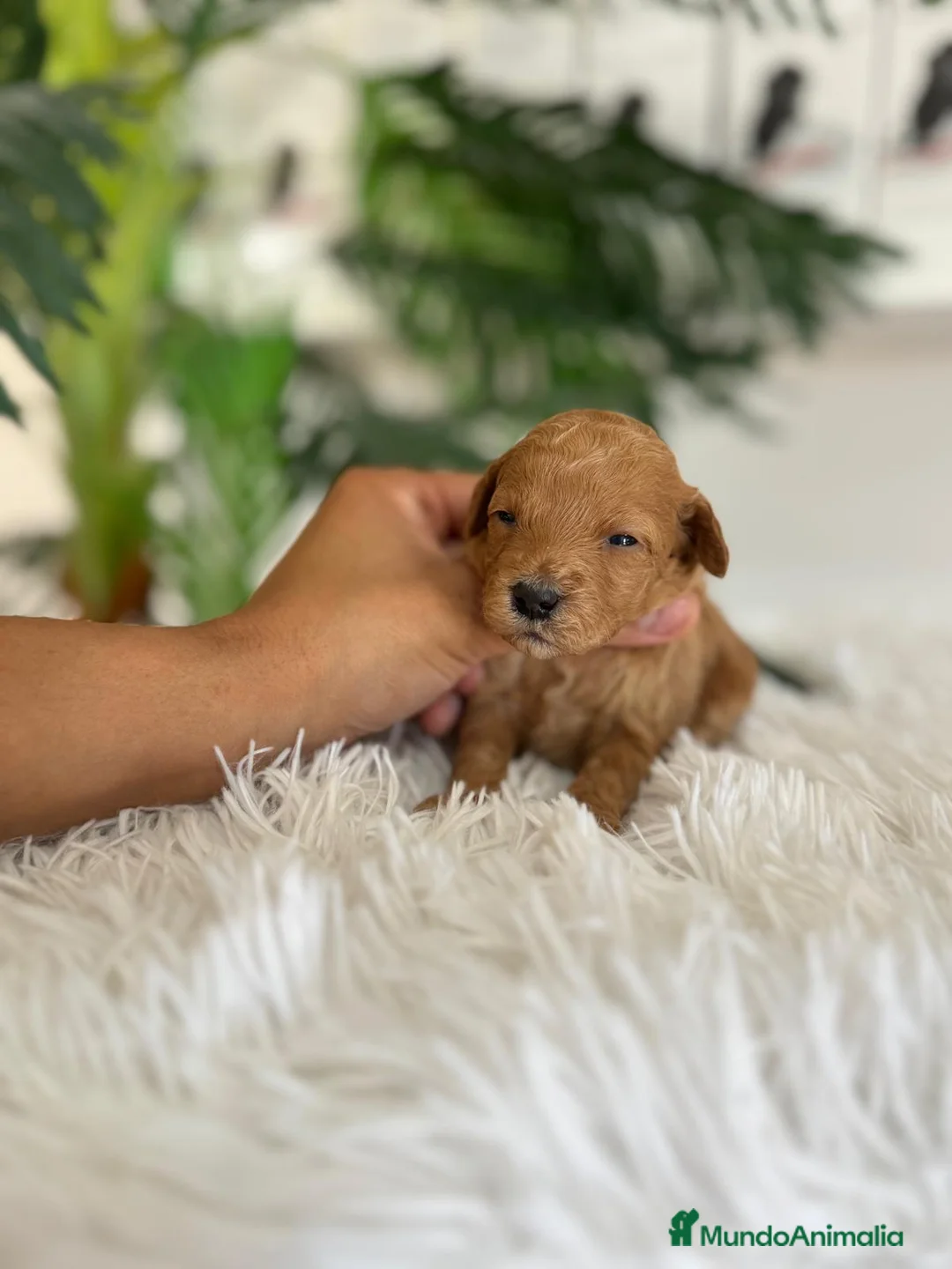 Caniche Toy perros en venta: CANICHE TOY - Anuncio 2