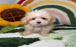 Maltipoo perros en venta: Maltipoo Teacup - Imagen 2