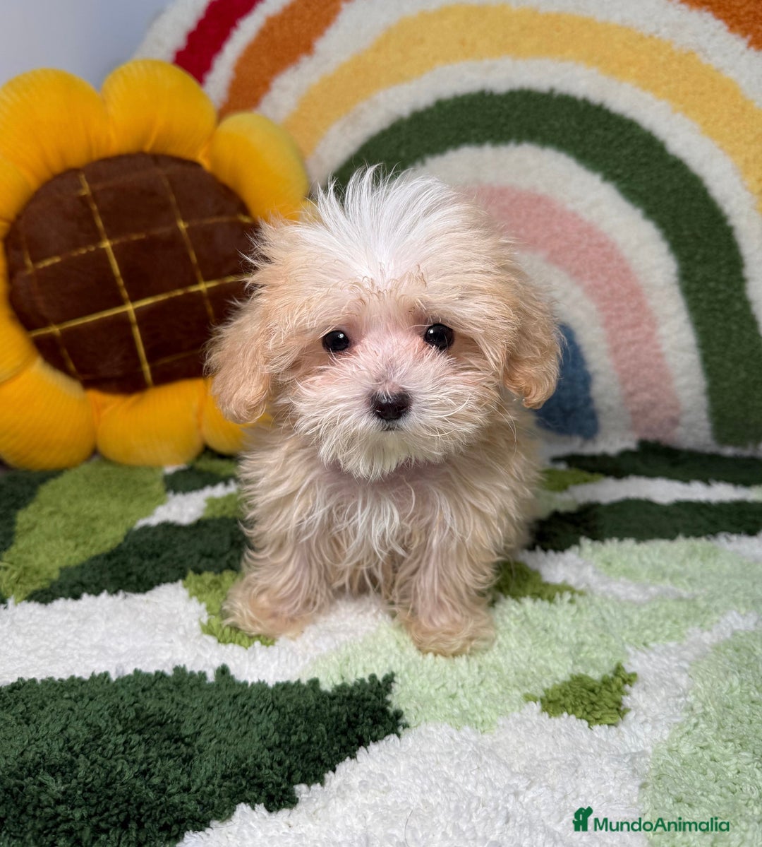 Maltipoo perros en venta: Maltipoo Teacup - Imagen 2