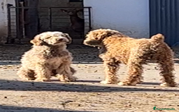 Perro de Agua Español perros en venta: Perro de Agua Español hembra - Anuncio 20