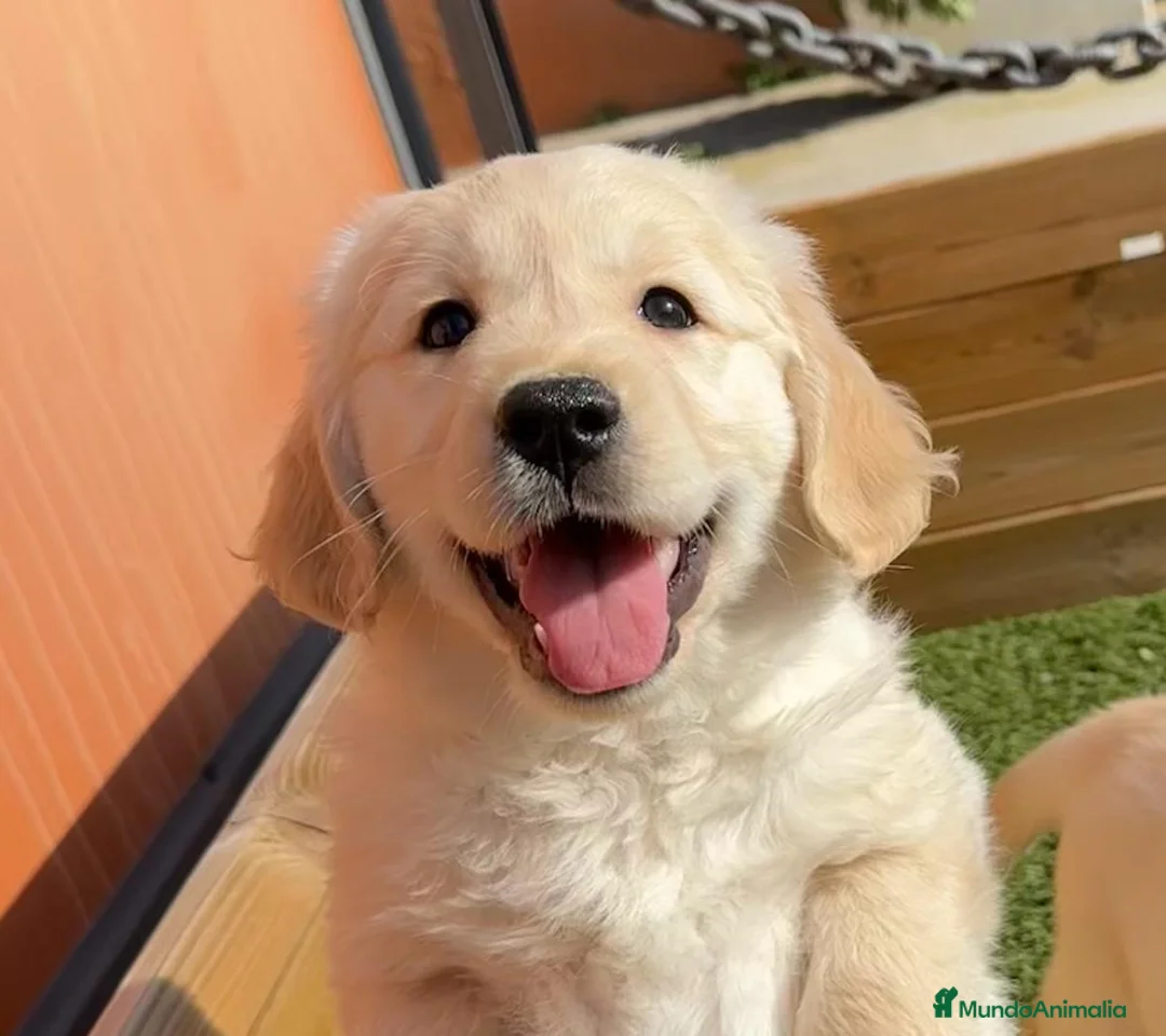 Caniche Enano perros en venta: VARIAS RAZAS en Barcelona - Anuncio 9