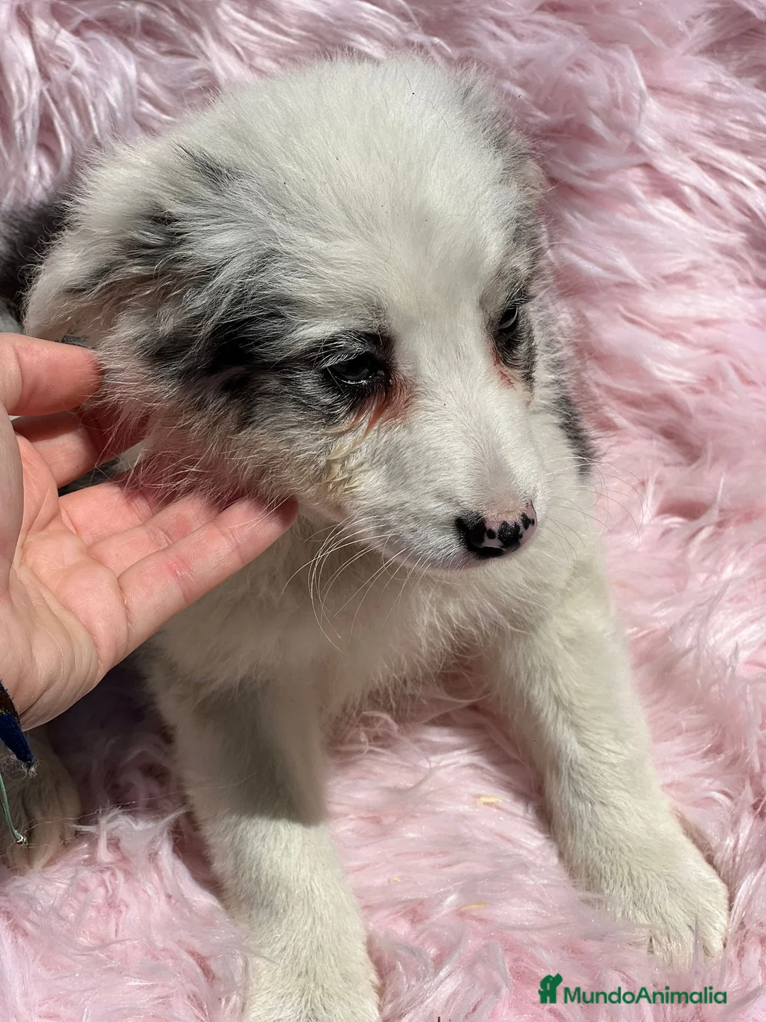 Border Collie perros en venta: Border collie  en Barcelona - Anuncio 3