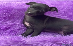 Pequeño Lebrel Italiano perros en venta: PEQUEÑO LEBREL ITALIANO - Imagen 6