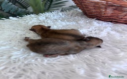 Pomerania perros en venta: POMERANIA MACHO - Imagen 3