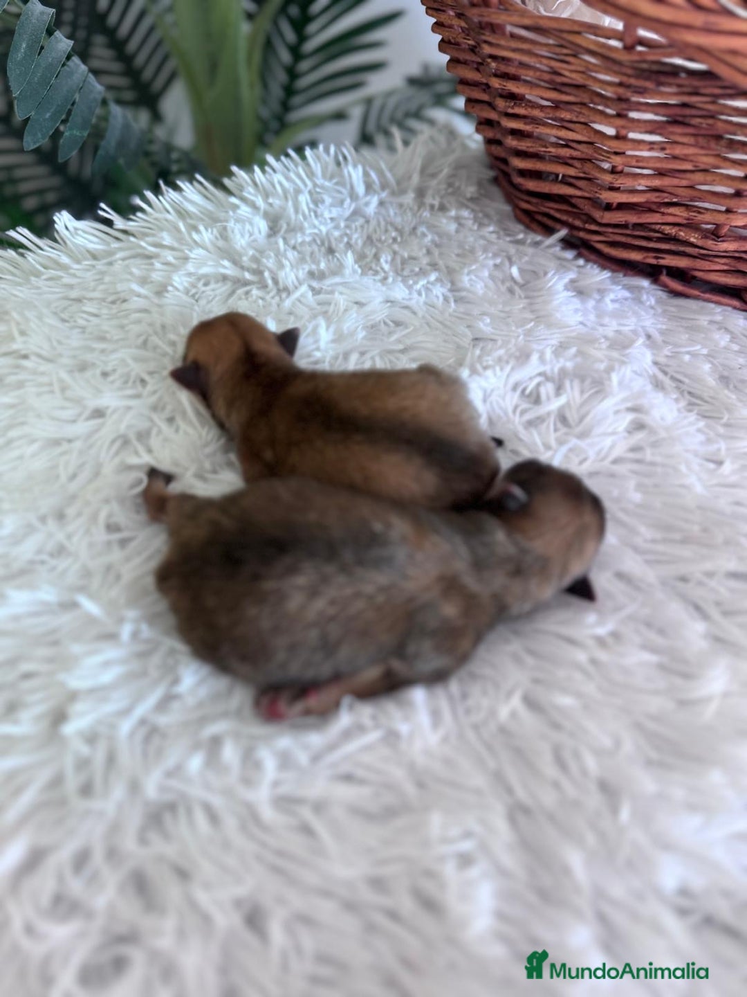 Pomerania perros en venta: POMERANIA MACHO - Imagen 3