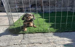 Teckel Miniatura perros en venta: TECKEL MINIATURA - Imagen 4