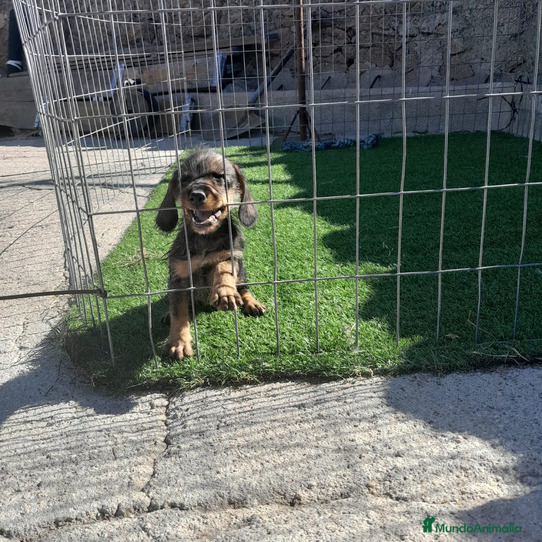 Teckel Miniatura perros en venta: TECKEL MINIATURA - Imagen 4