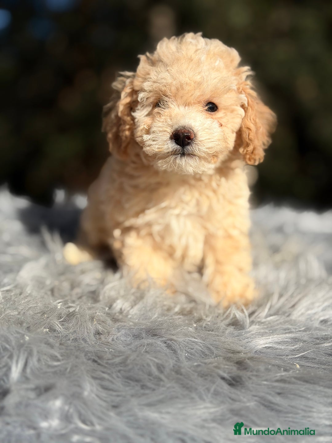 Caniche Toy perros en venta: Caniche Apricot Toy  - Anuncio 1