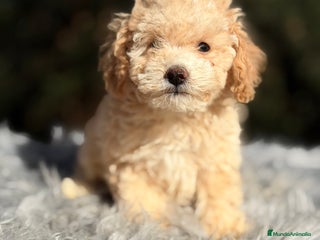 Caniche Toy perros Caniche Apricot Toy - Anuncio 2