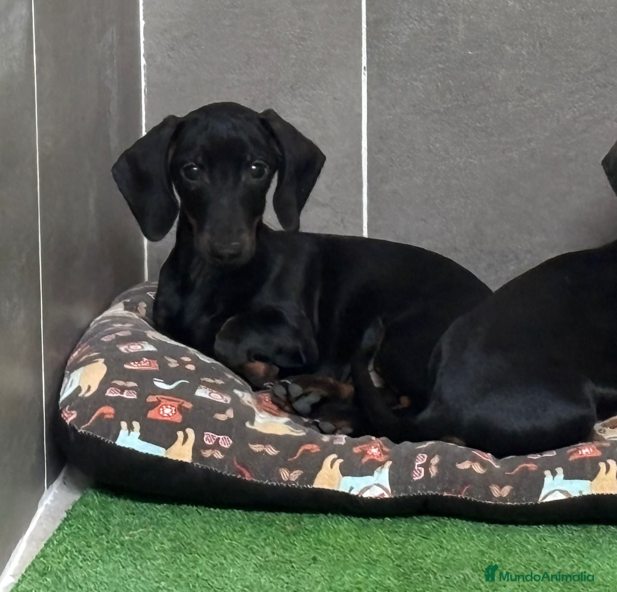 Teckel perros Teckel kanichen  - Anuncio 1