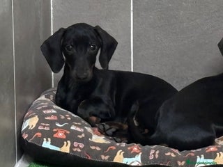 Teckel perros Teckel kanichen - Anuncio 1