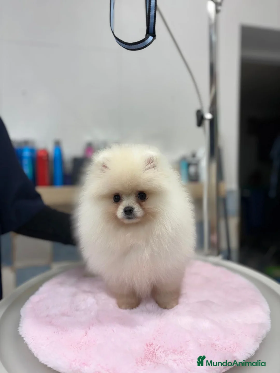 Pomerania perros en venta: Pomerania toy - Anuncio 4