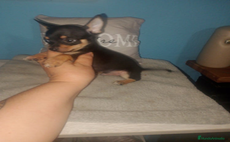 Chihuahua perros - Anuncio 4