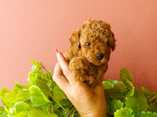 Caniche Toy perros - Anuncio 6