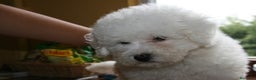 Bichón Frisé perros en venta: Bichon Frise - Anuncio 3